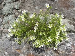 Mononeuria groenlandica