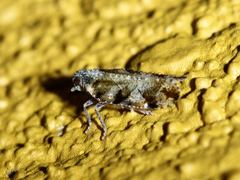 Cixiosoma bonaerense