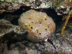 Asteropus