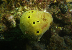 Asteropus
