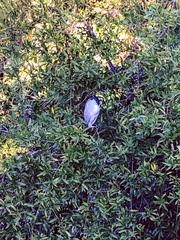 Nycticorax nycticorax