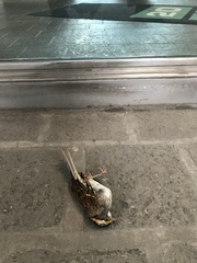 Zonotrichia albicollis