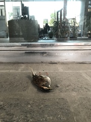 Zonotrichia albicollis