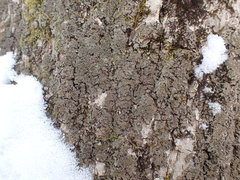 Phaeophyscia squarrosa