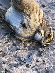 Zonotrichia albicollis