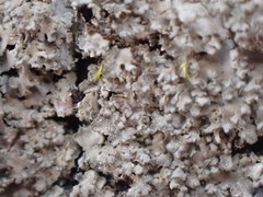 Phaeophyscia squarrosa