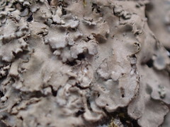 Phaeophyscia squarrosa