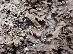 Phaeophyscia squarrosa