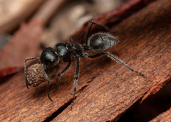 Calomyrmex albopilosus