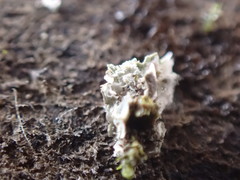 Phaeophyscia squarrosa