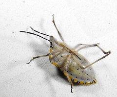 Agonoscelis versicoloratus