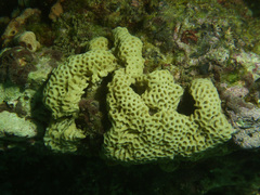 Holopsamma laminaefavosa