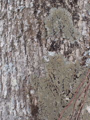 Phaeophyscia squarrosa