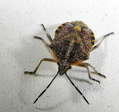 Agonoscelis versicoloratus