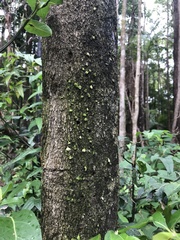 Cryptocarya glaucescens