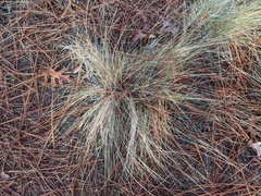 Aristida stricta