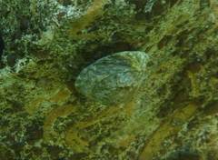 Bembicium