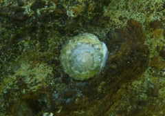Bembicium