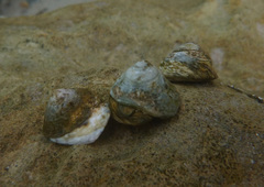 Bembicium