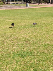 Threskiornis spinicollis