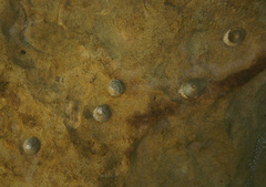 Bembicium