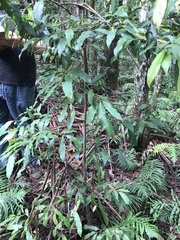 Beilschmiedia elliptica