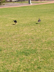 Threskiornis spinicollis