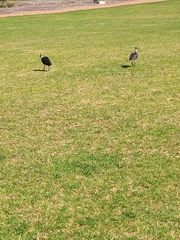 Threskiornis spinicollis