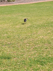 Threskiornis spinicollis