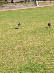 Threskiornis spinicollis