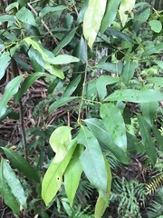 Beilschmiedia elliptica