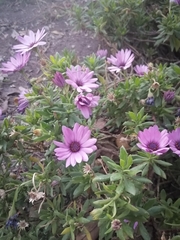 Dimorphotheca