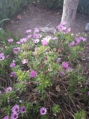 Dimorphotheca