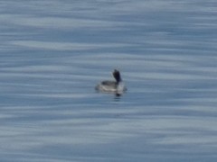 Podiceps nigricollis