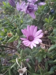 Dimorphotheca