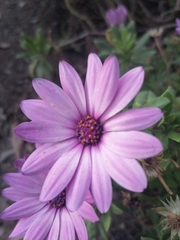 Dimorphotheca