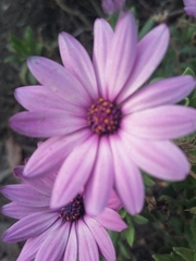 Dimorphotheca