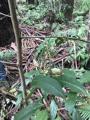 Beilschmiedia elliptica