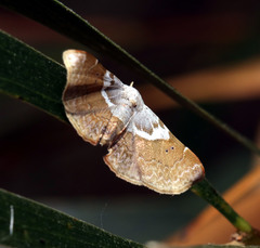 Esthlodora versicolor