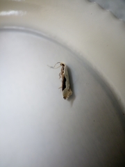 Sagephora phortegella