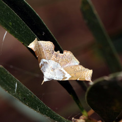 Esthlodora versicolor