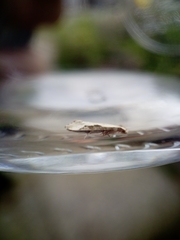 Sagephora phortegella