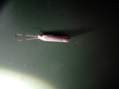 Sagephora phortegella