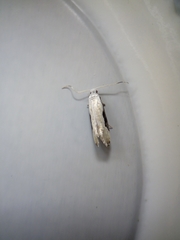 Sagephora phortegella