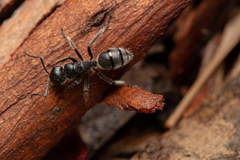 Calomyrmex albopilosus