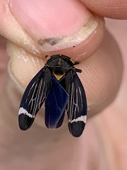 Eurymeloides lineata