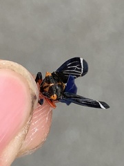 Eurymeloides lineata