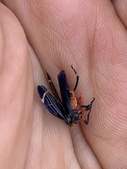 Eurymeloides lineata