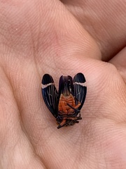 Eurymeloides lineata