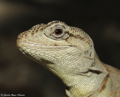 Pristidactylus alvaroi